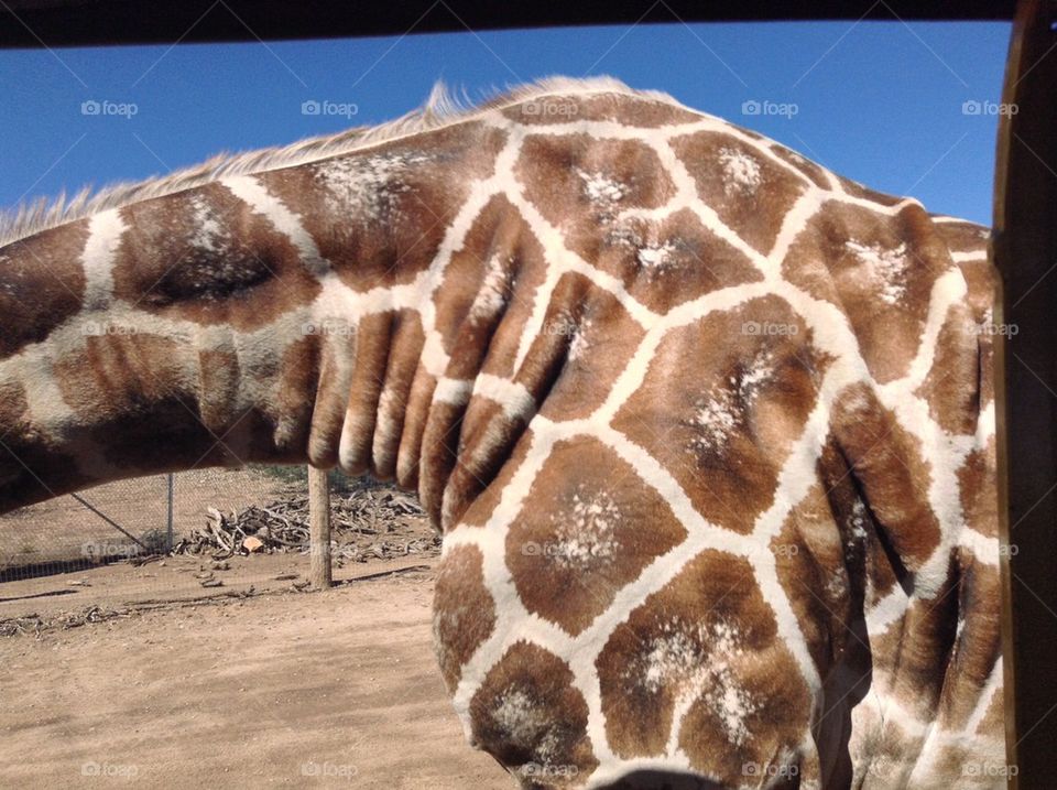Up close Giraffe