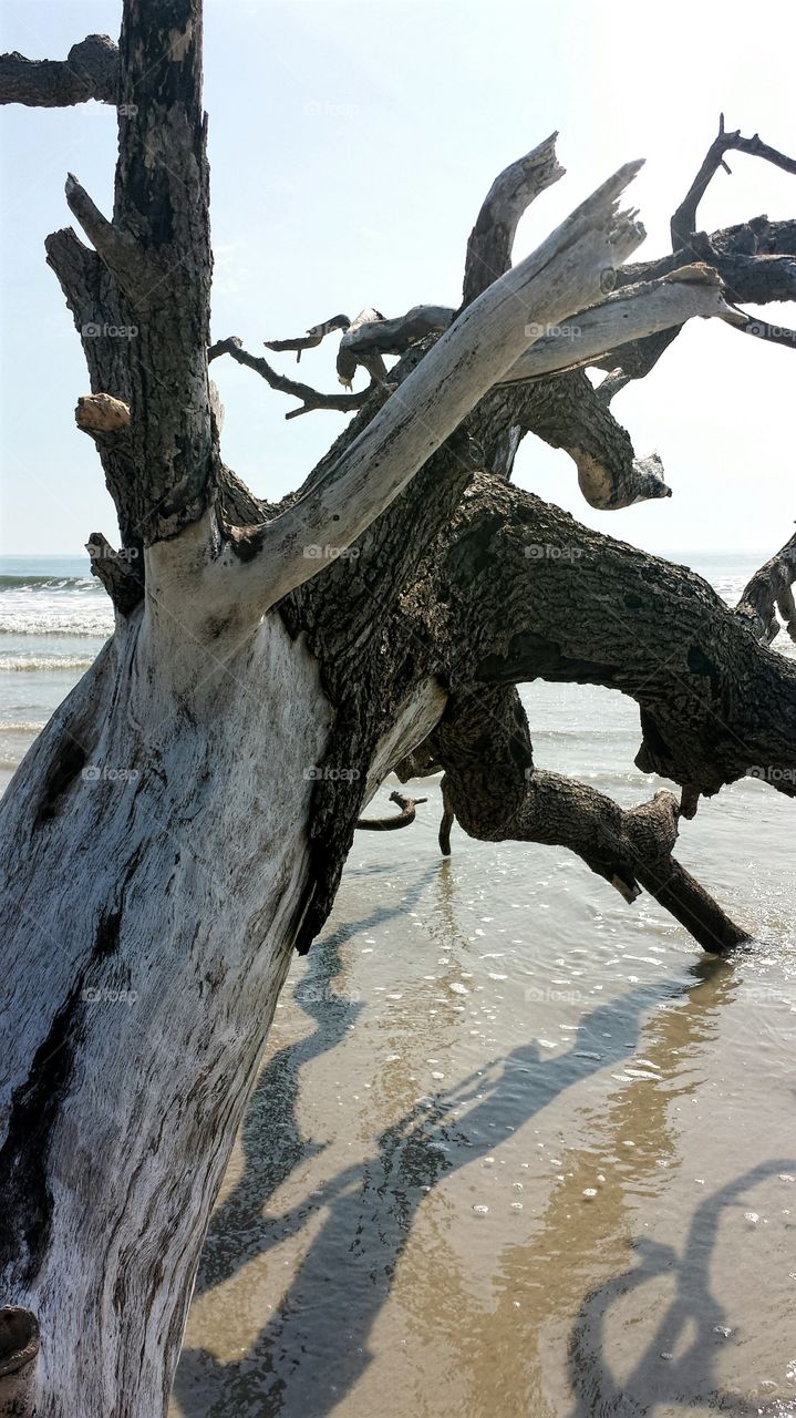 Driftwood Bark