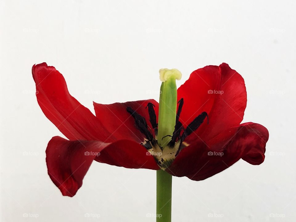A Tulip flower, some days old, and fully opened. It is a pity it’s not possible to capture in a photo its fragrance as well. A beautiful and delicate flower, full of romance.