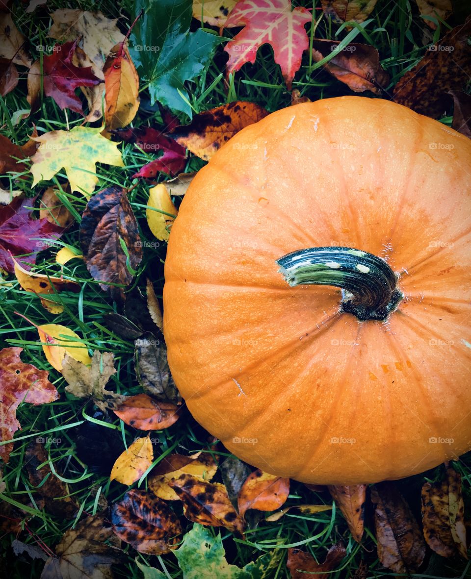 Fall and Pumpkins