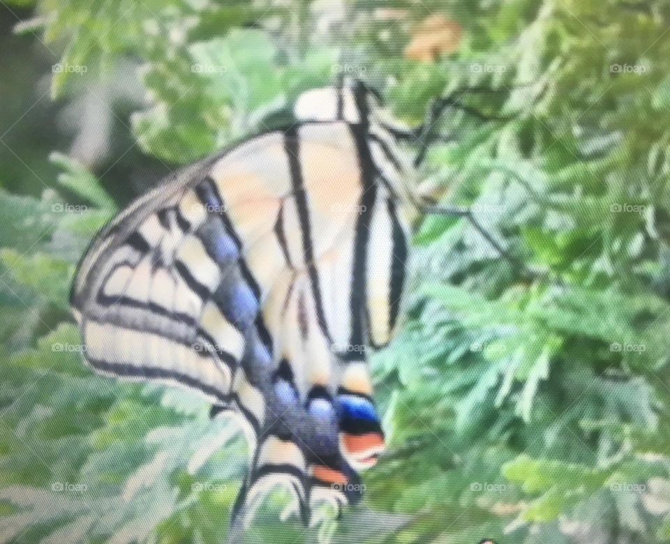 Beautiful close up of this butterfly who was so colorful, I had to take its picture, don’t mistake its long black legs for branches
