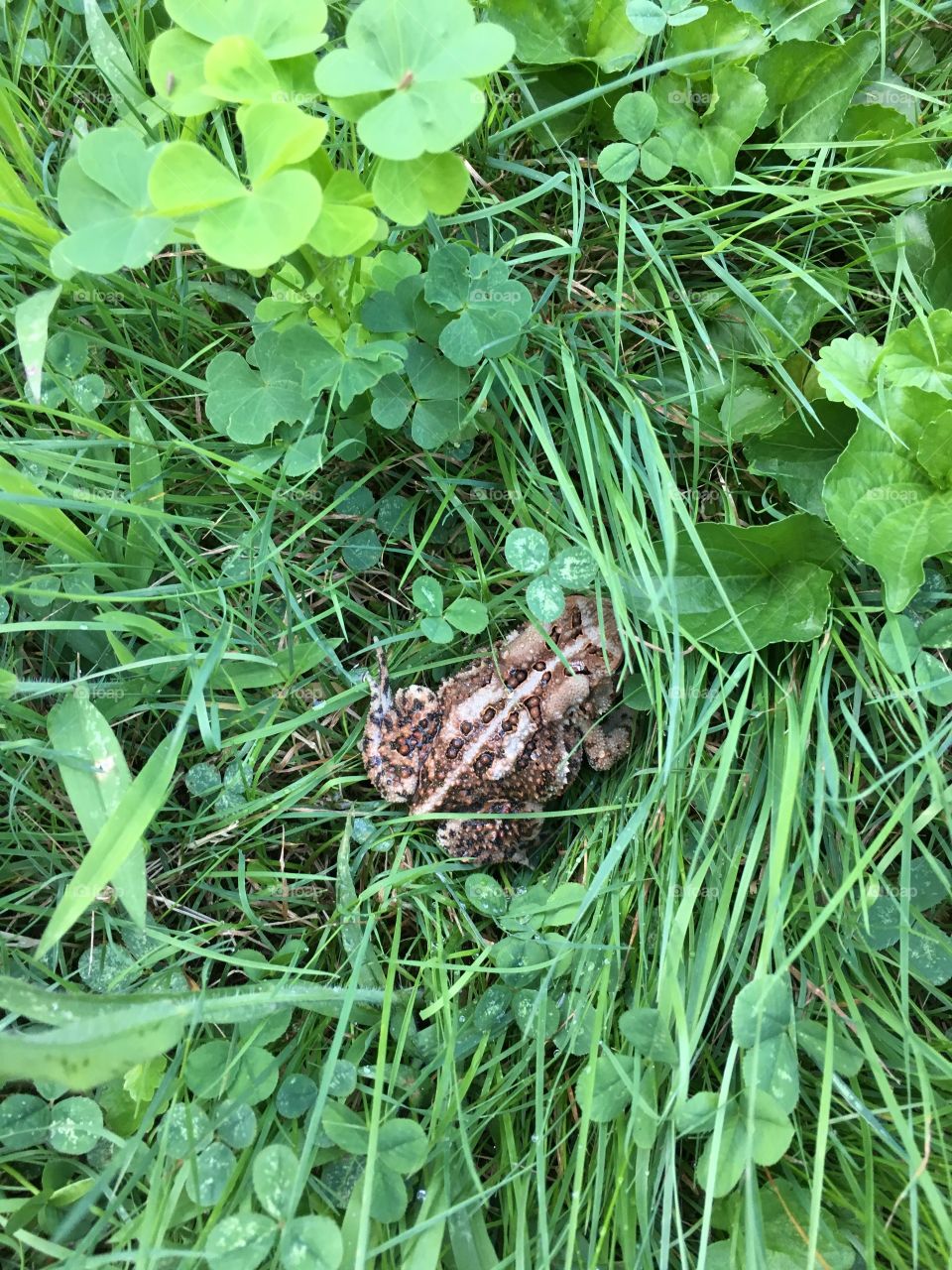 Toad in Connecticut 