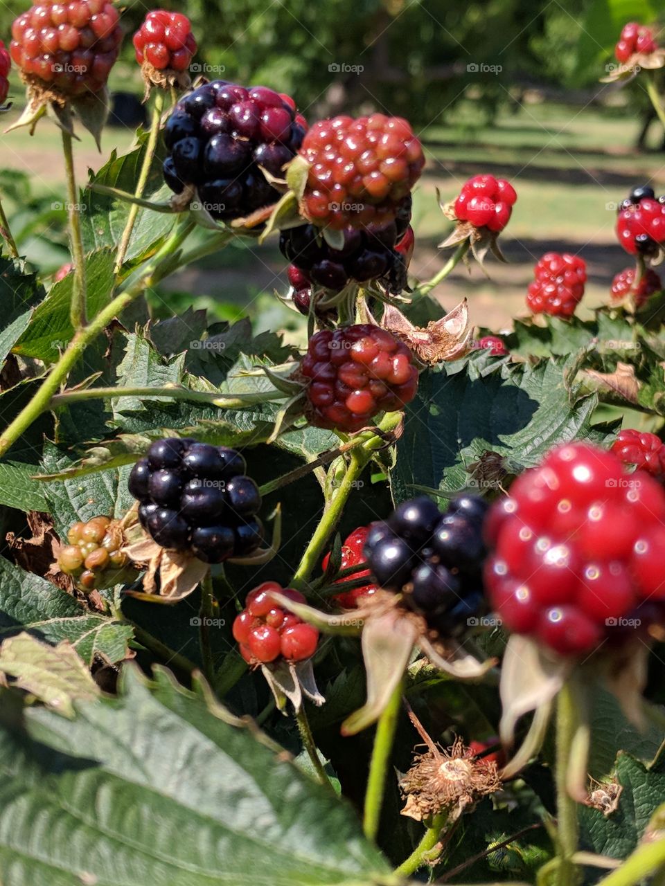 visit a blackberry farm
