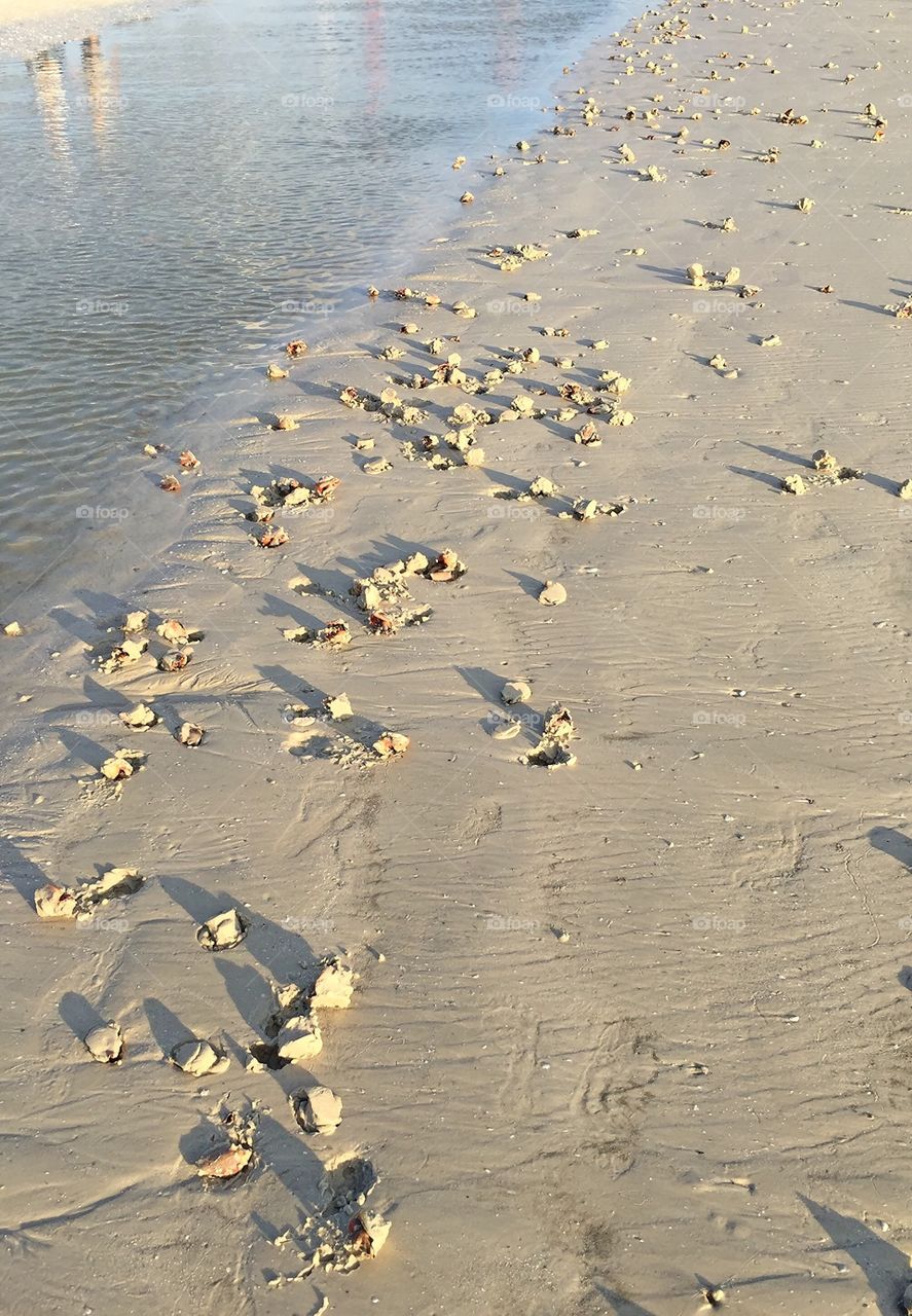 Seashell on sandy beach