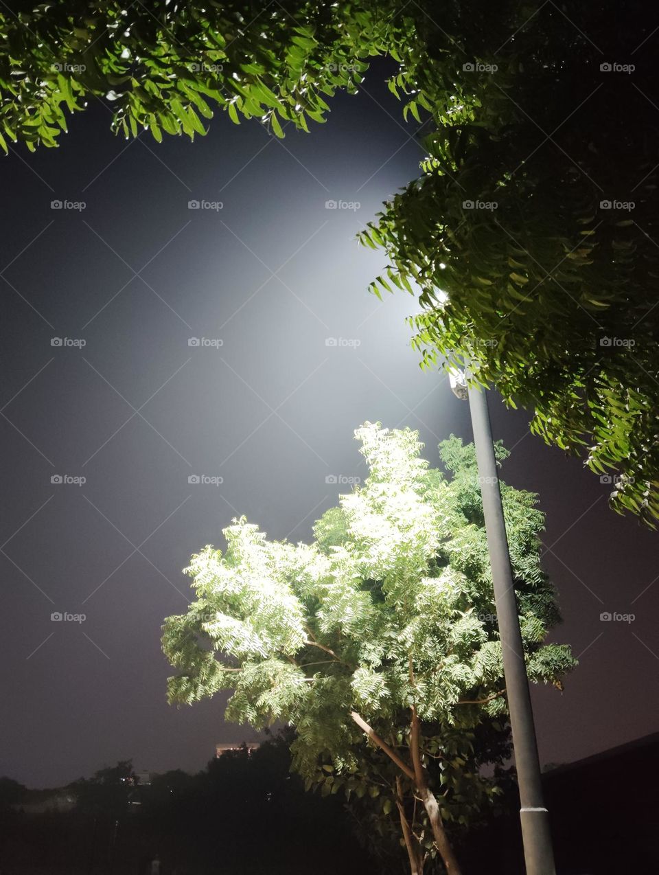 Night scene. murcury light, green plant shurb small size looks very nice, light on green plant very beautiful