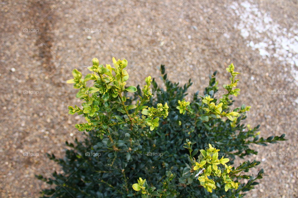 Close-up macro shot of green plant