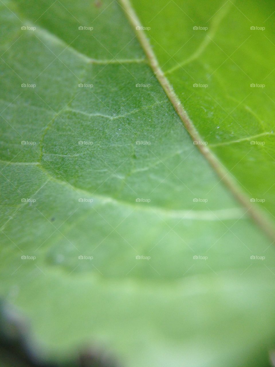 Leaf