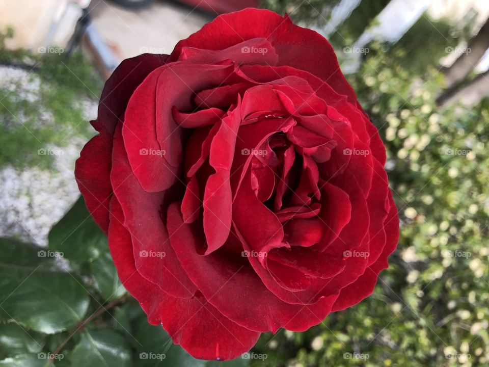 Winter rose.