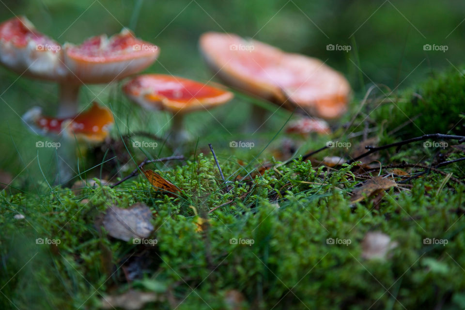 Mushrooms toadstool