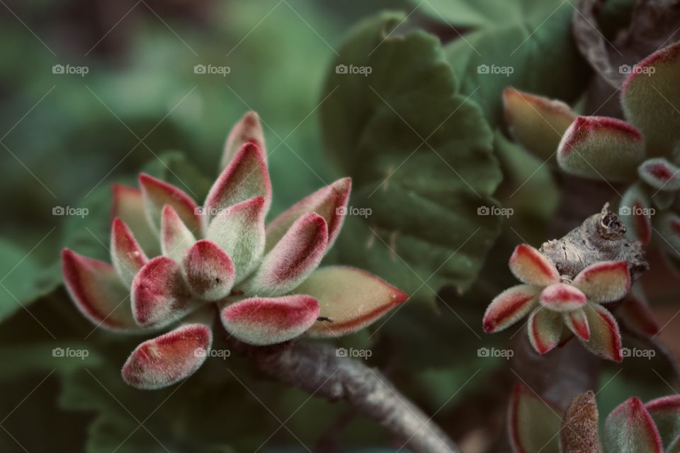 succulent plant