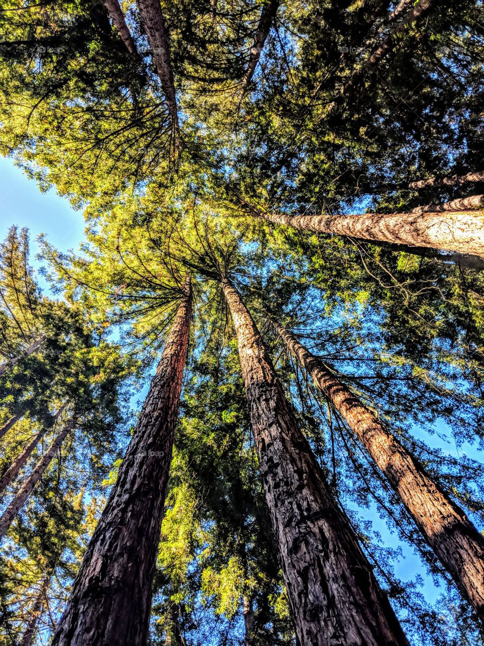 Redwoods, Santa Cruz, CA
