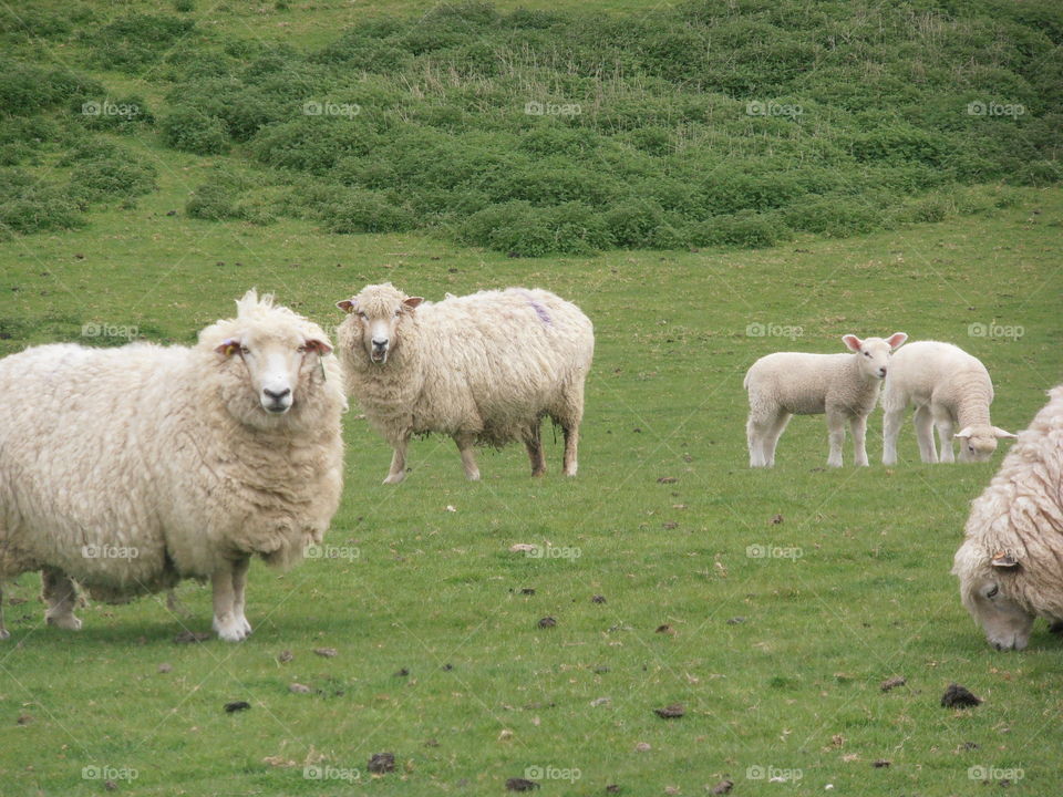 Sheep In A Meadow