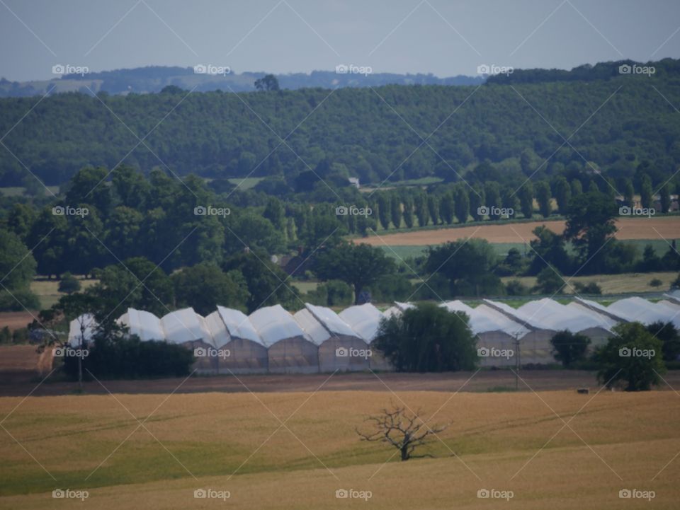 Farm. Farm and crops