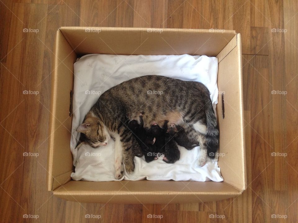 Adorable kittens and their mom.