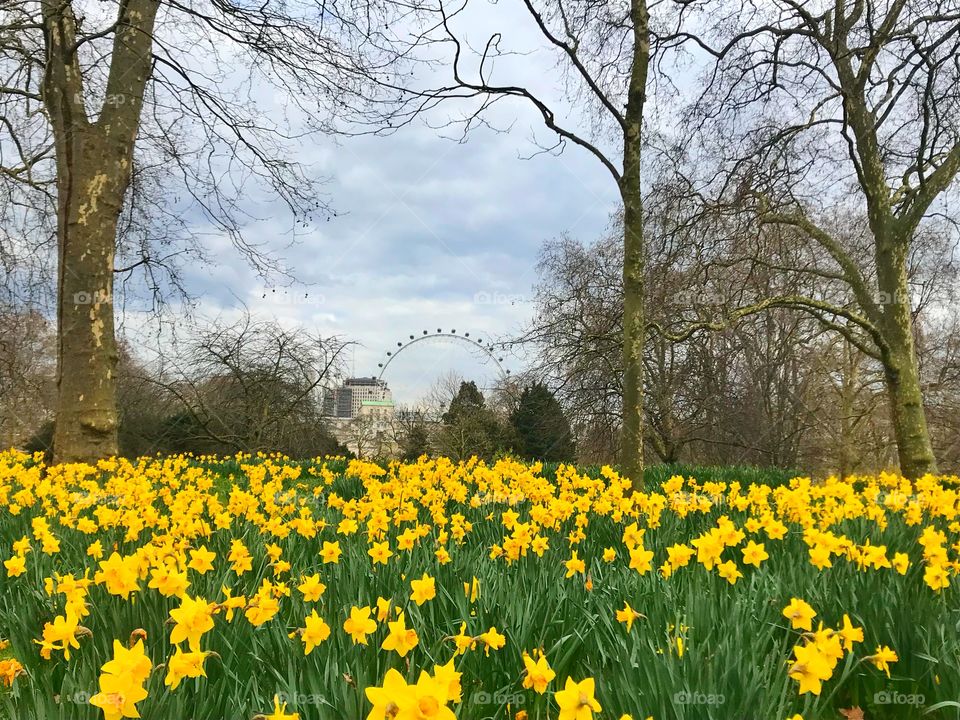 Yellow daffodil flowers in spring 