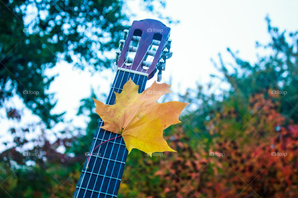 Guitar with autumn leaf