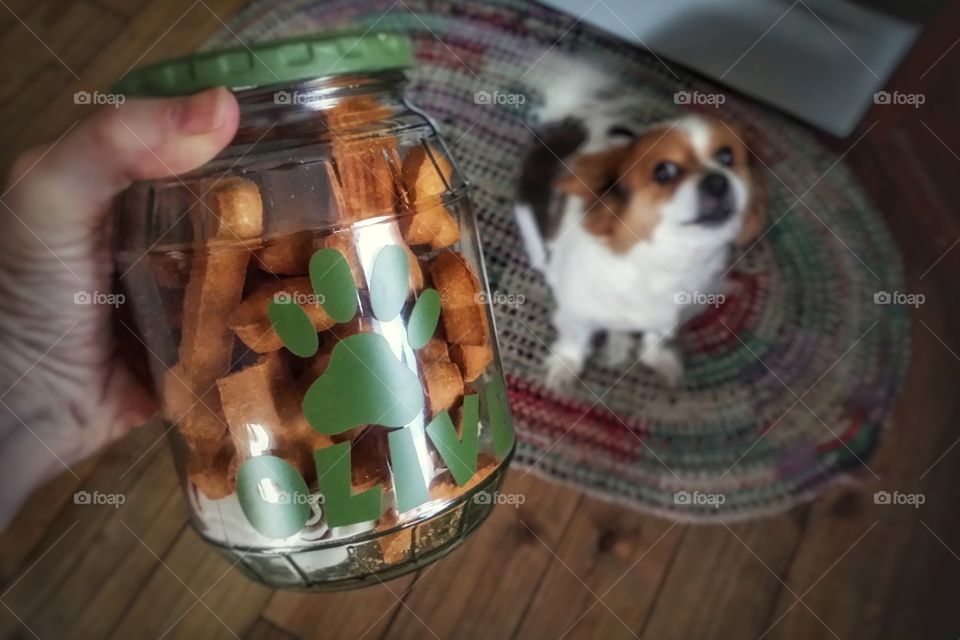 Giving my papillon puppy dog treats