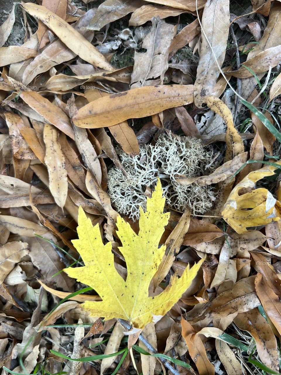 Fall season… the leaves are falling  @trinishawdy4u2