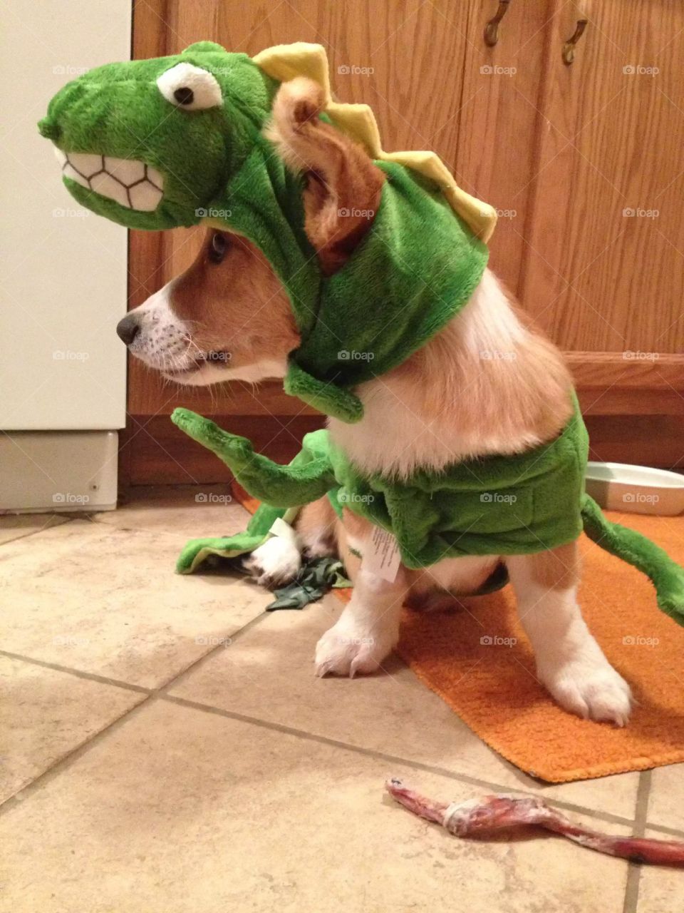 Dino-corg Walter has fortunately forgiven mom for his first humiliating Halloween. 