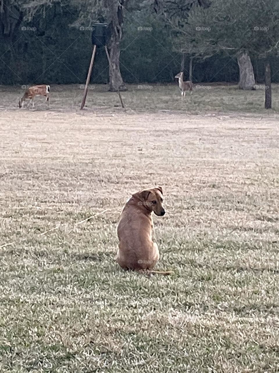 Our rescue, Penny, waiting patiently for the deer to feed so she can chase them off!