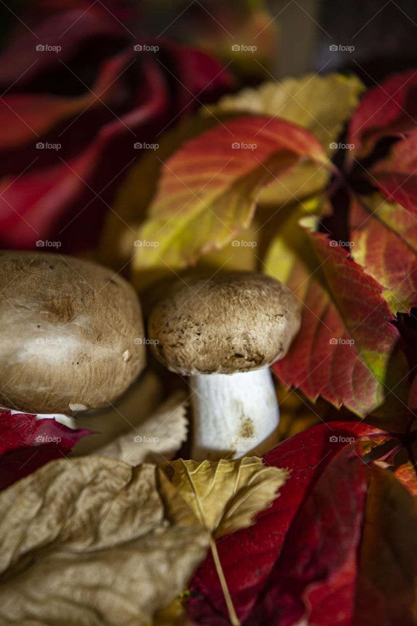 mushrooms in autumn leaves