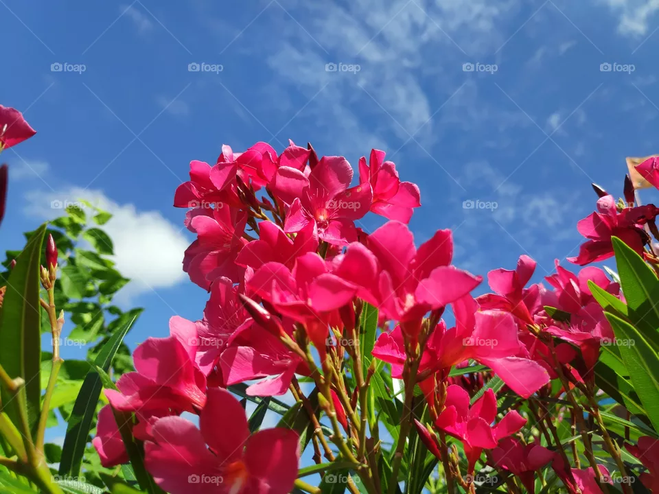 a image of Oleander plant