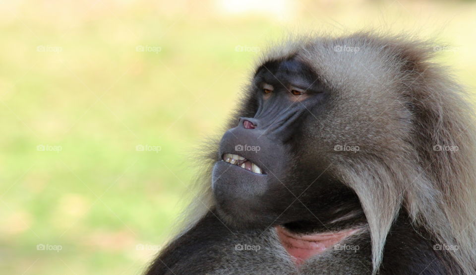 theropithecus gelada