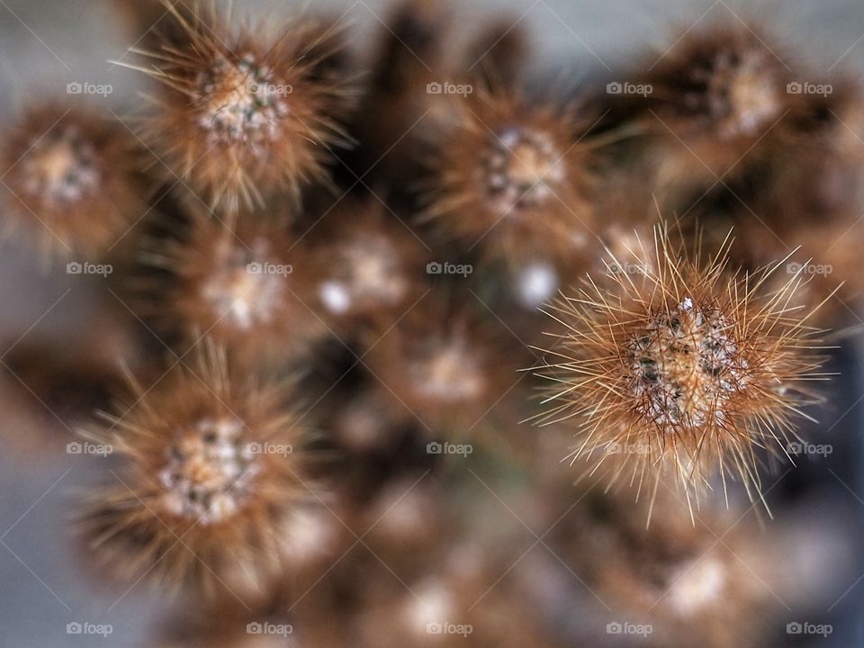Cereus peruvianus monstrosus