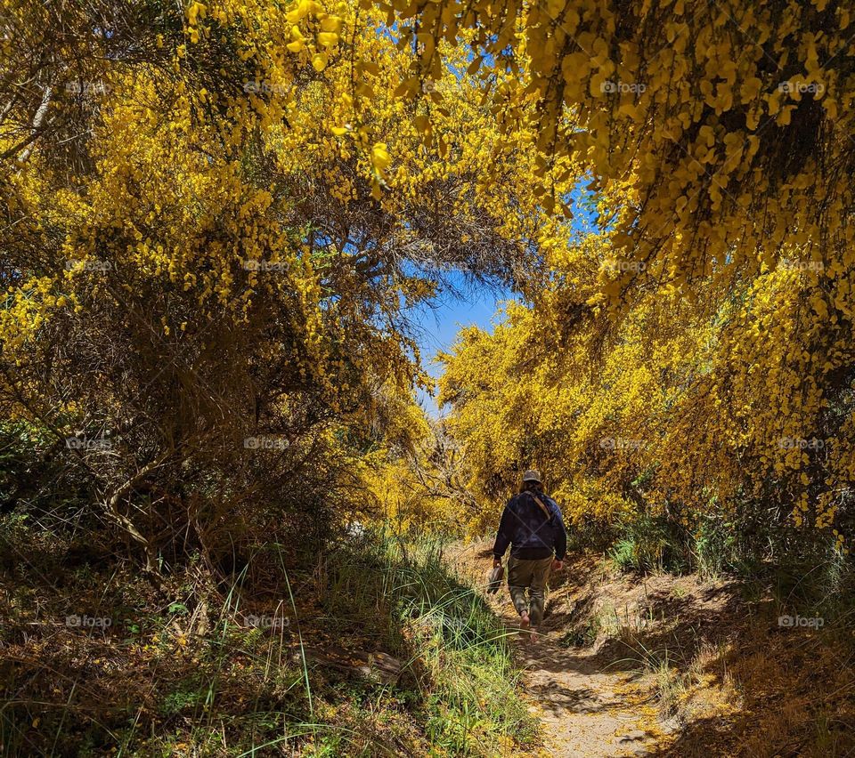 guy on a fall hike through the vibrant yellow trees walking in the sand towards the beach, fall vibes, autumn colors