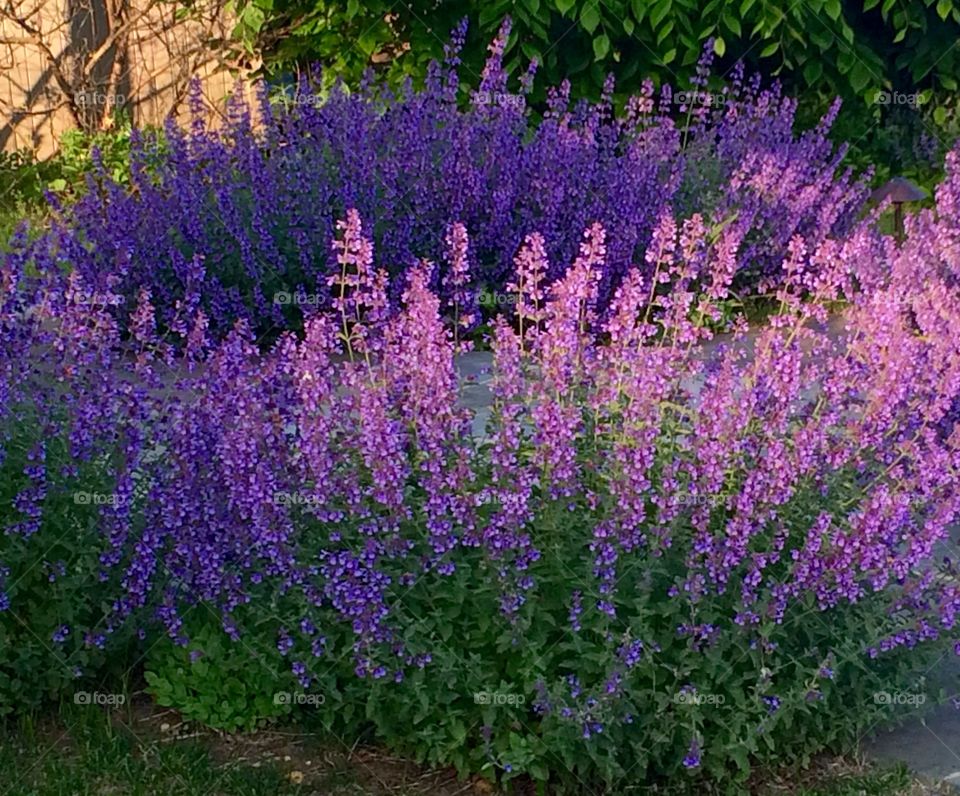 Lavender Blooming. Blooming lavender plants