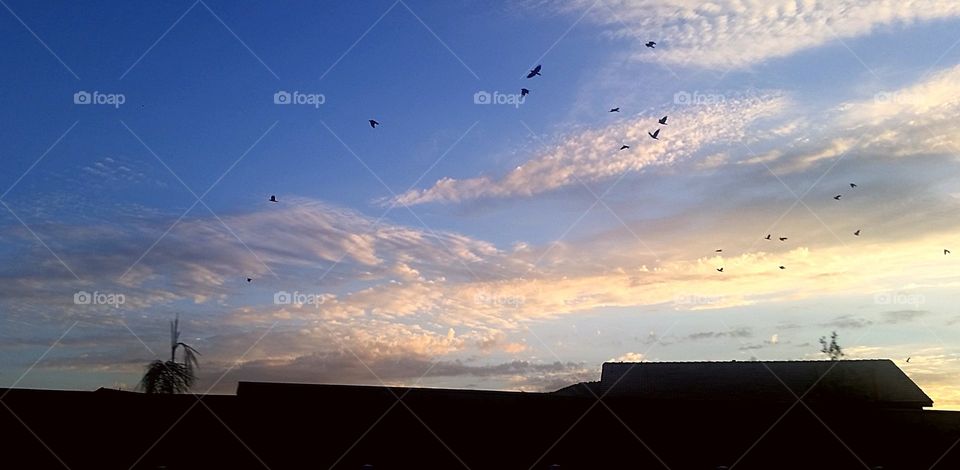 Crows aflutter. birds flying in the beautiful evening sky