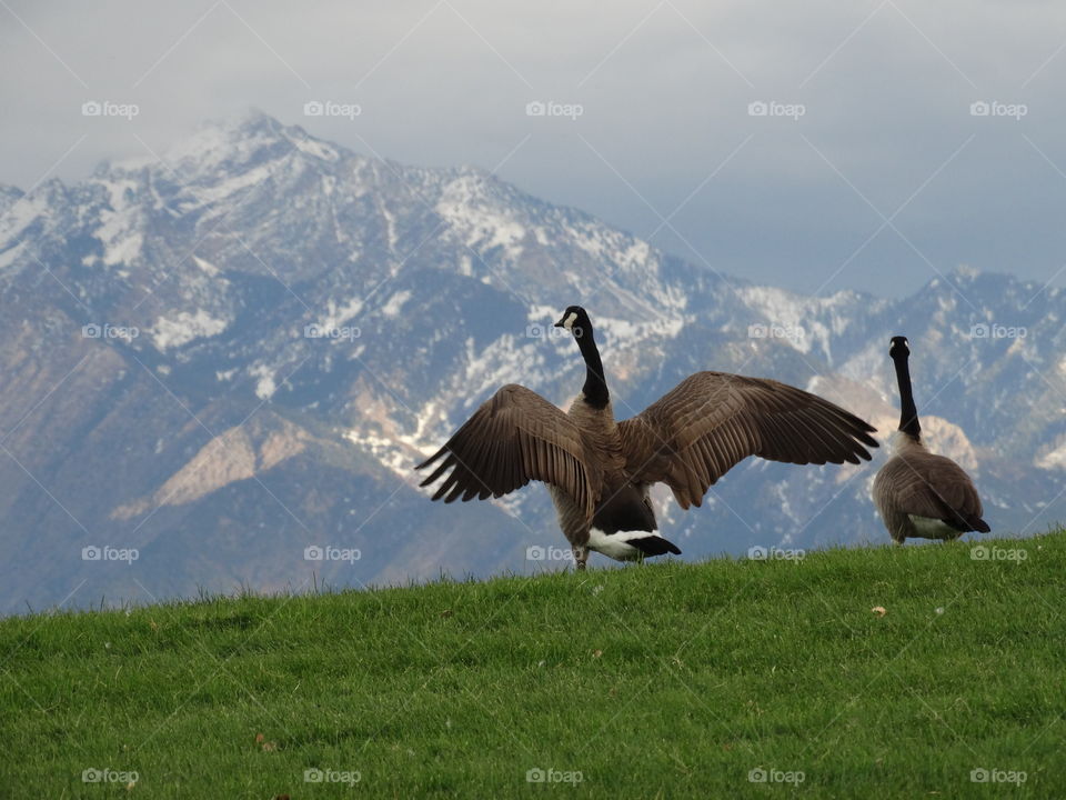 Canadian Geese in the Wasatch Range 