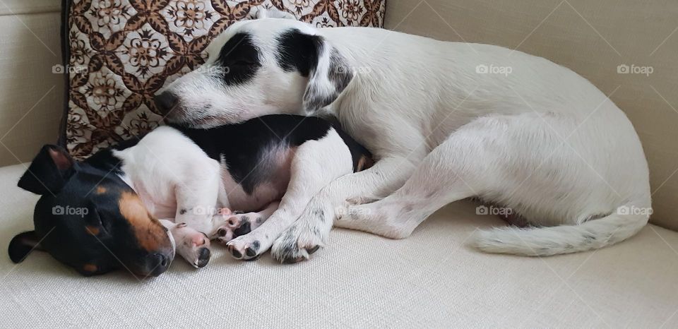 sleeping puppies