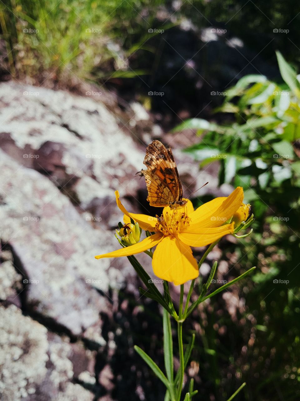 A butterfly captured at the perfect moment