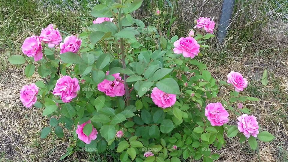 Beautiful summer roses...
