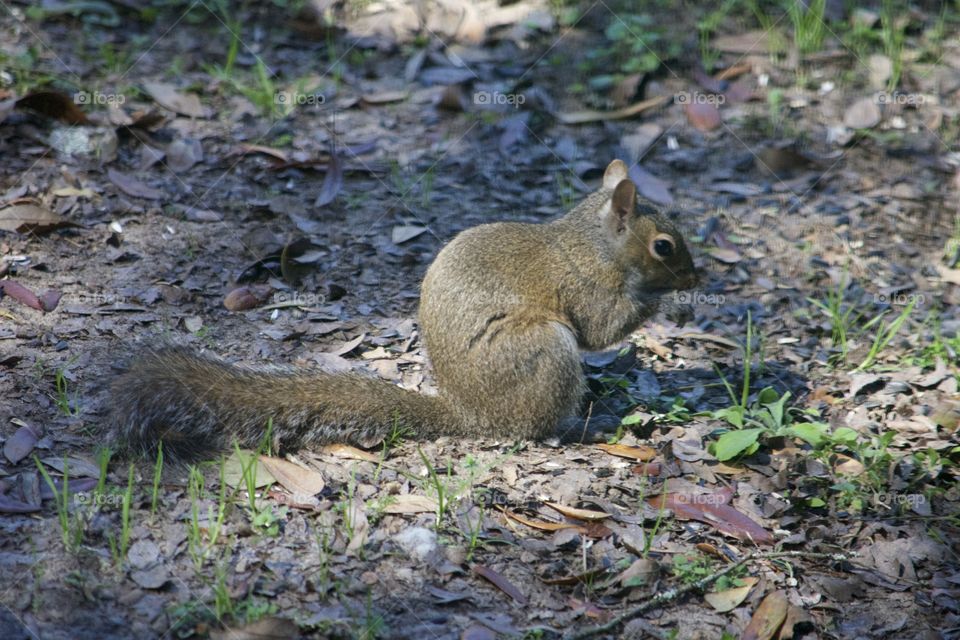 Squirrel Snack