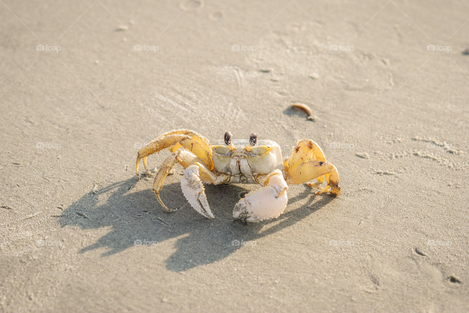 Cute Crab on the Beach