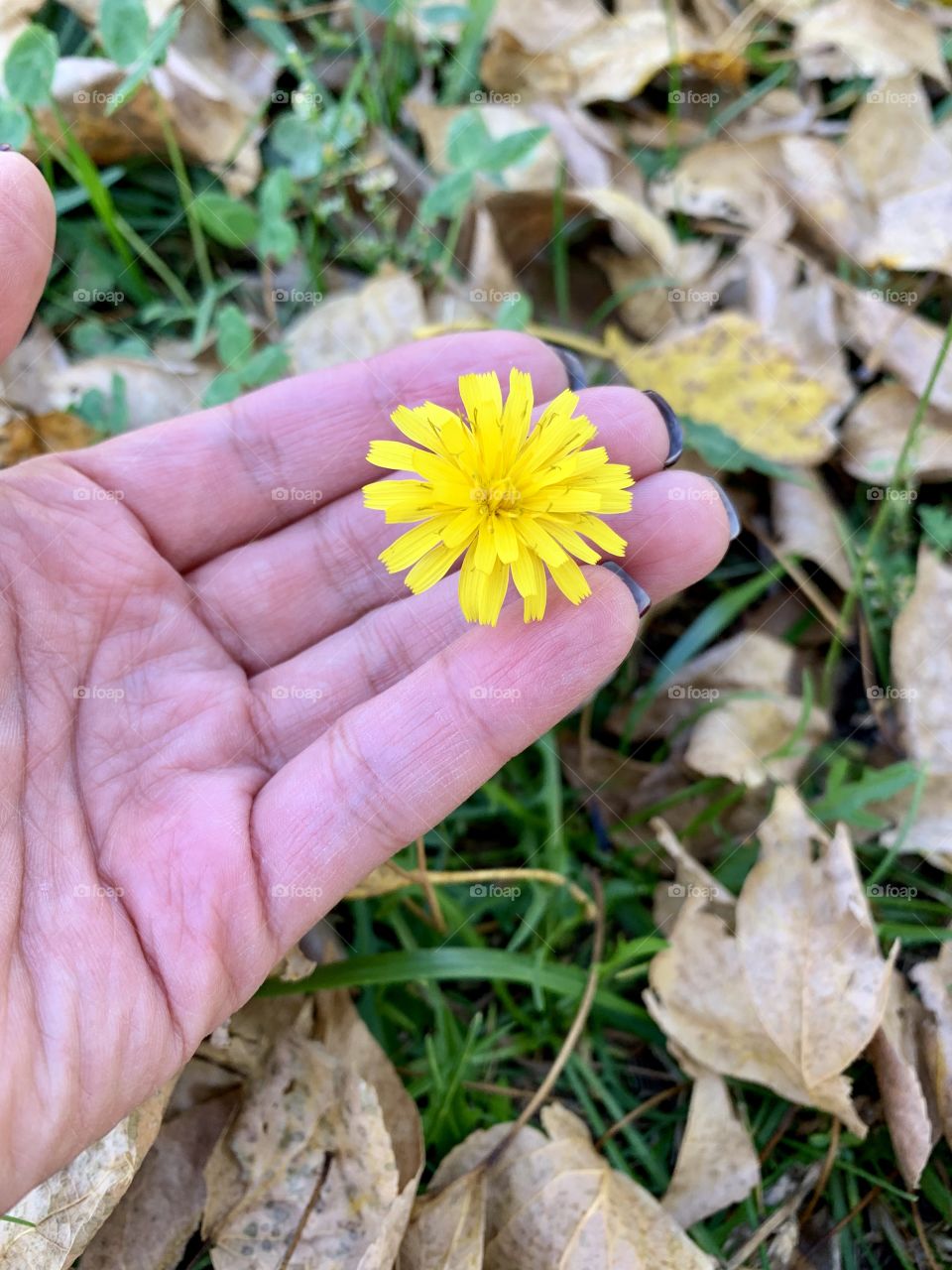 the last colors of summer. bright yellow flower on a background of fallen dry autumn leaves.