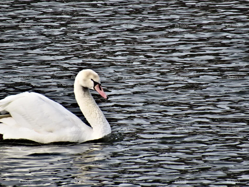 A swan