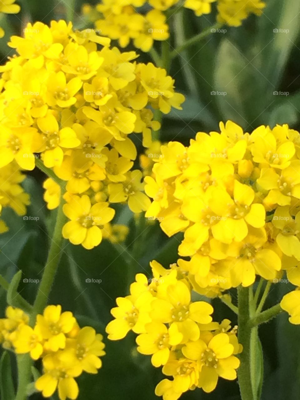 Yellow flowers