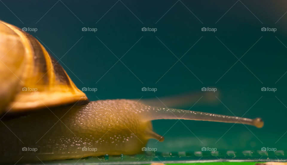 Macro of the head of a very active snail