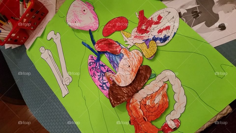 preschool anatomy