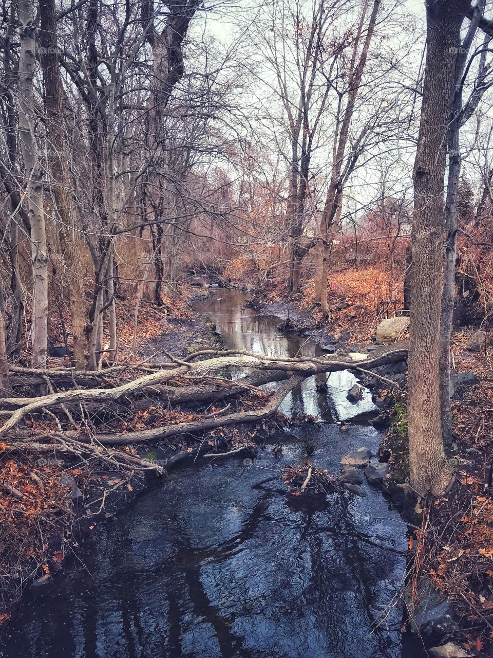 Out for a winter walk around the neighbourhood 