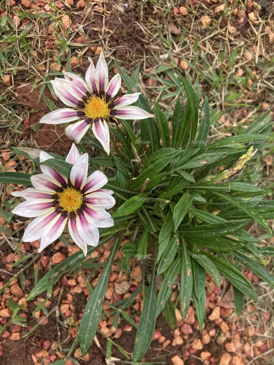 🌹 🇺🇸 Very beautiful flowers to brighten our day.  Live nature and its beauty. Did you like the delicate petals? / 🇧🇷 Flores muito bonitas para alegrar nosso dia. Viva a natureza e sua beleza. Gostaram das pétalas delicadas? 