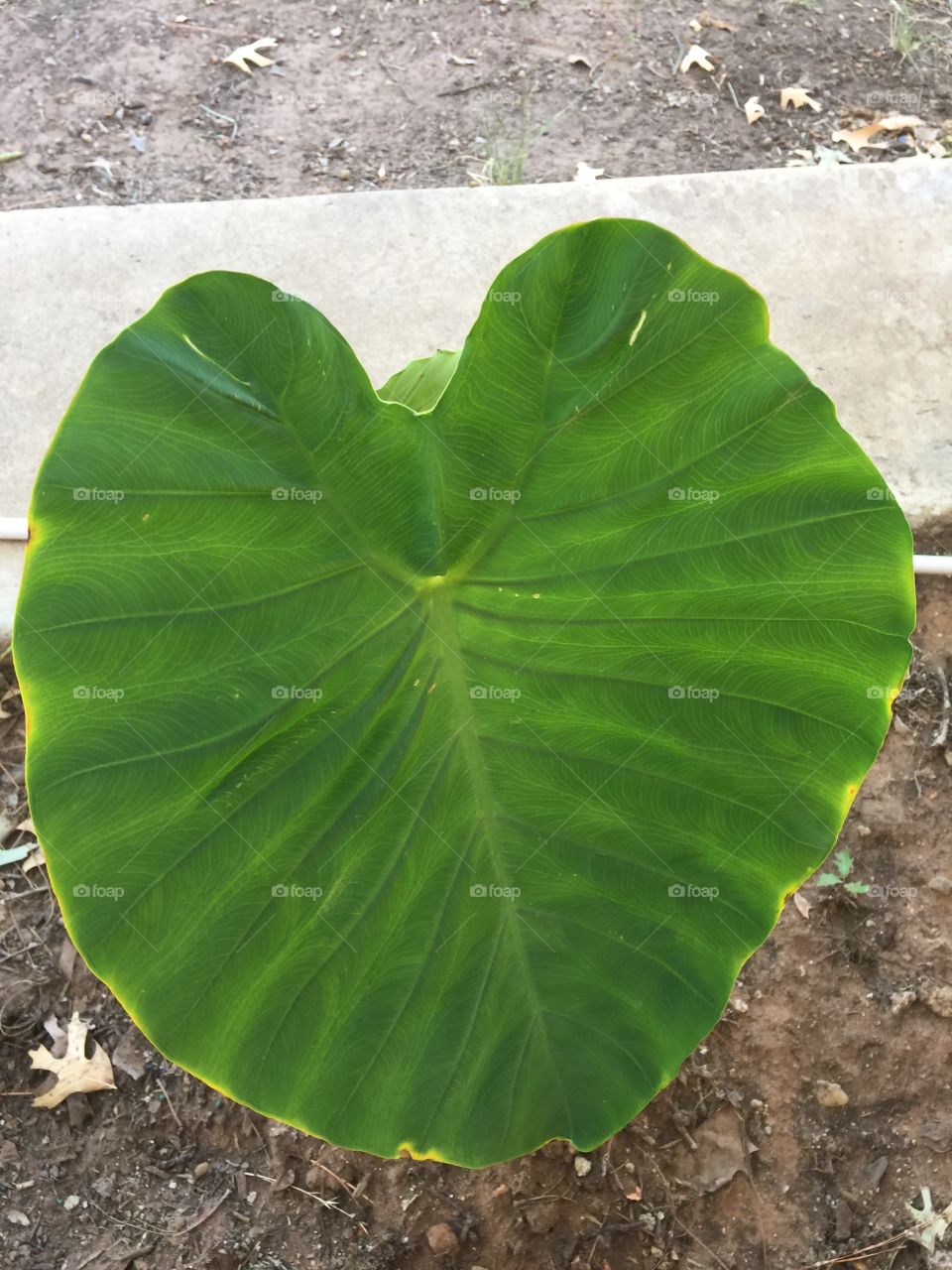 Huge leaf