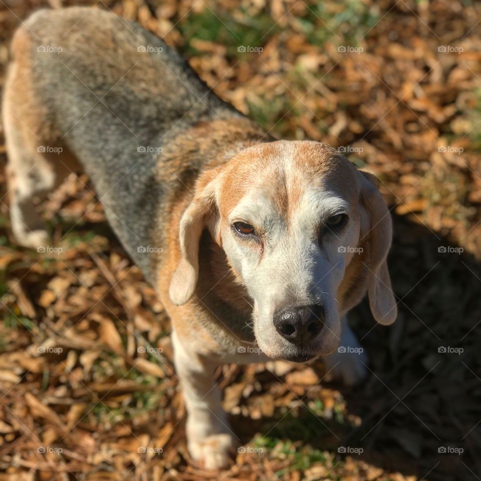 Harvey Beagle