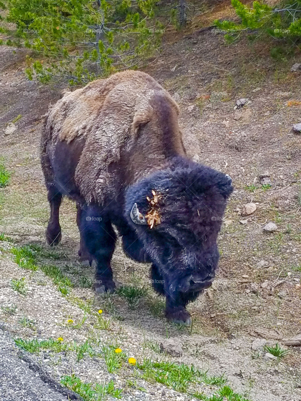 Buffalo walking right next to the car in Yellowstone National Park