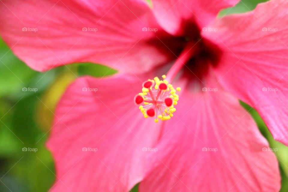 Extreme close up of hibiscus flower