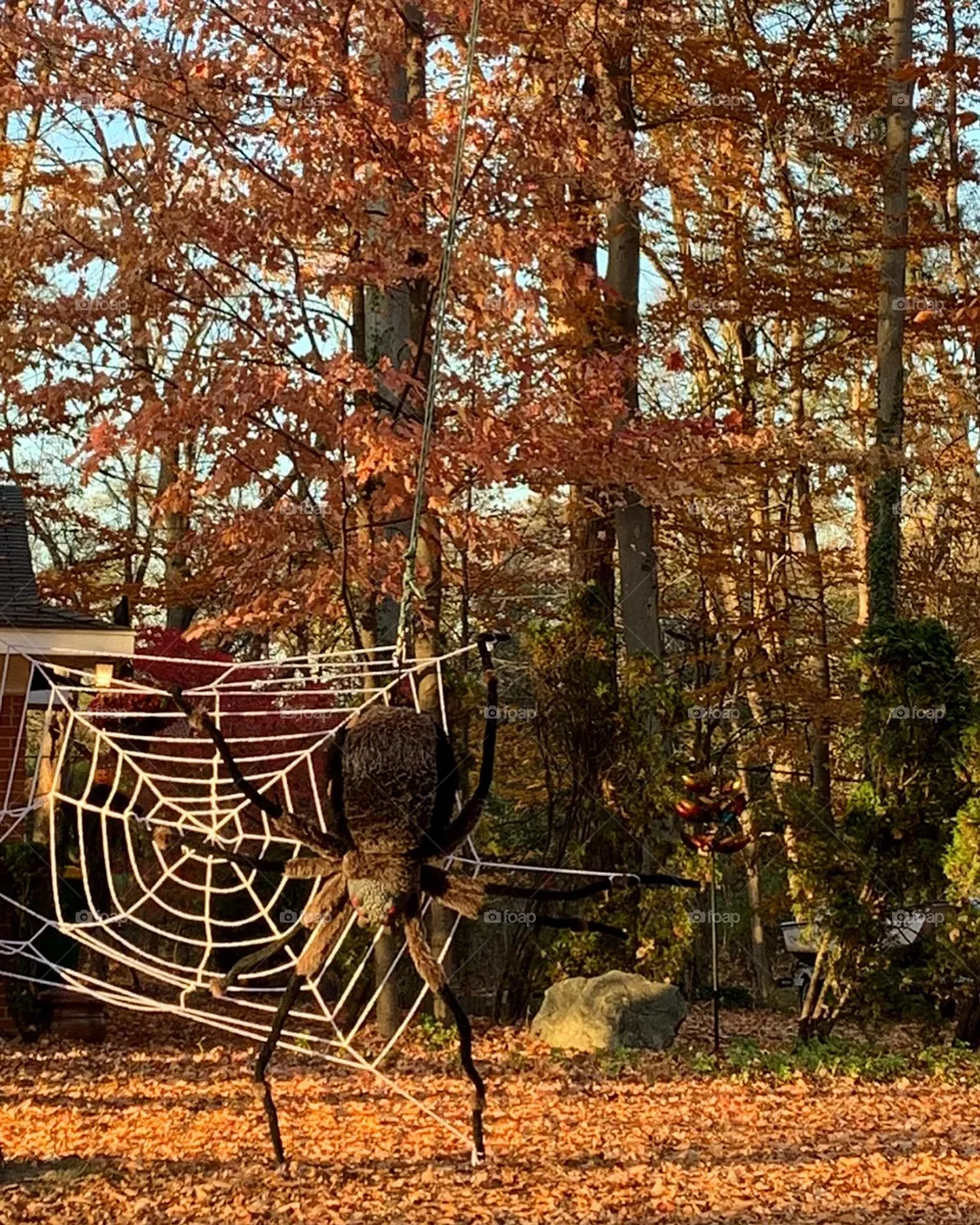 Spider Halloween 