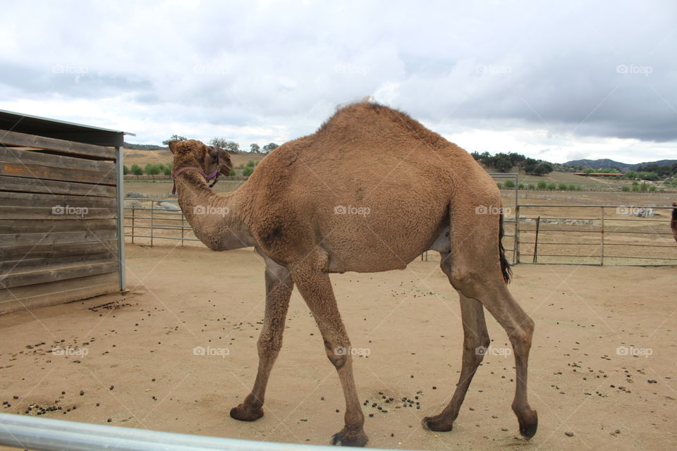 Camel, Desert, Mammal, Travel, No Person